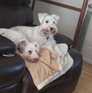 Meet your Posher, Dan